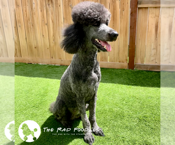 Medium Photo #1 Poodle (Standard) Puppy For Sale in WOODBINE, IA, USA