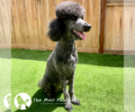 Small Photo #1 Poodle (Standard) Puppy For Sale in WOODBINE, IA, USA