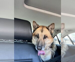 Toby (Courtesy post) - Male German Shepherd Dog Dog for Adoption - Photo #2