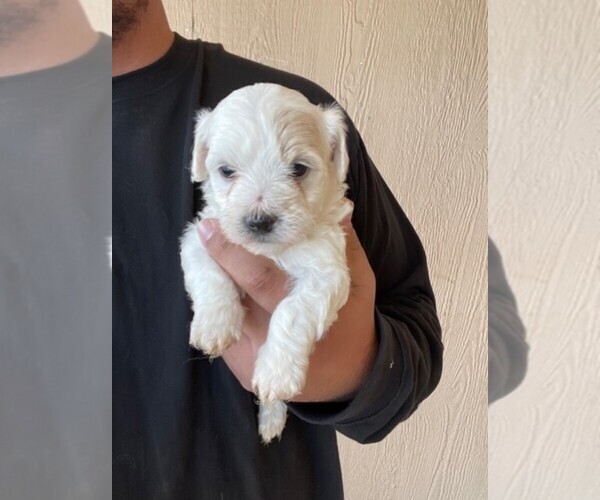 Medium Photo #14 YorkiePoo Puppy For Sale in FALCON, CO, USA