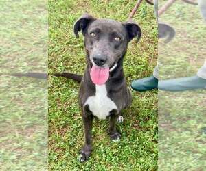 Mutt Dogs for adoption in Abbeville, LA, USA