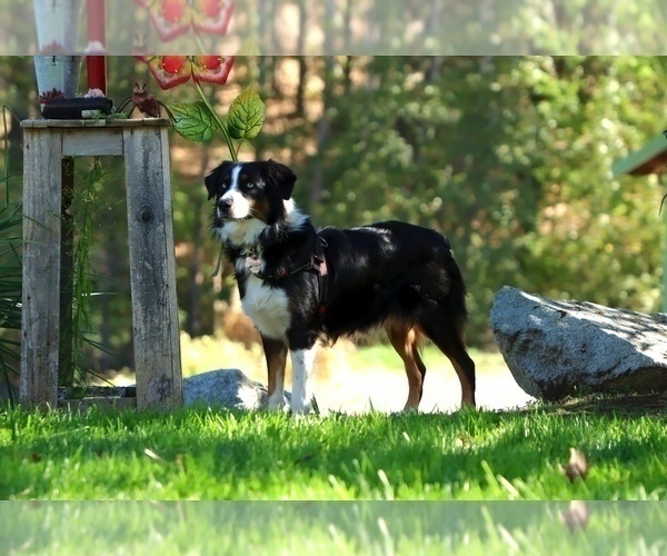 Medium Photo #1 Australian Shepherd Puppy For Sale in GRANTS PASS, OR, USA