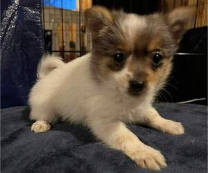 Yoranian Puppy for sale in MIDDLETOWN, IN, USA