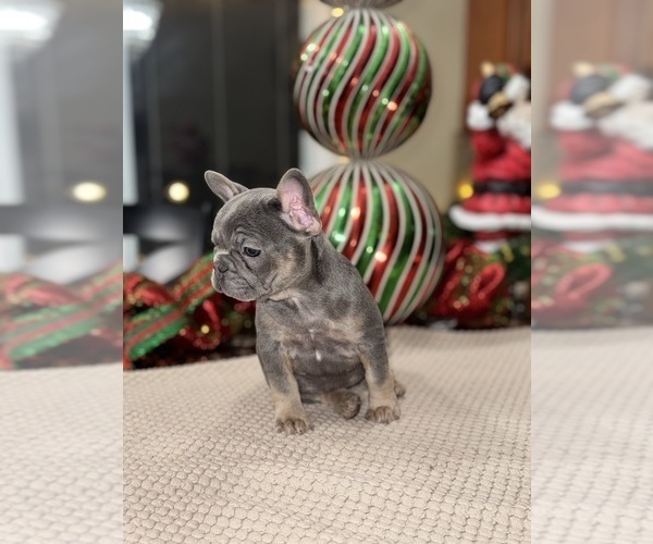 Medium Photo #3 French Bulldog Puppy For Sale in HILTON, NY, USA