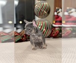 Small Photo #3 French Bulldog Puppy For Sale in HILTON, NY, USA