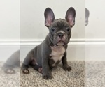 Small Photo #1 Faux Frenchbo Bulldog Puppy For Sale in RIDGEVILLE, SC, USA