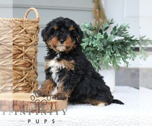 Bernedoodle (Miniature) Puppy for sale in NARVON, PA, USA
