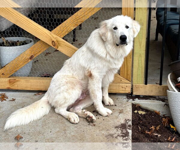 Medium Photo #1 Great Pyrenees Puppy For Sale in Croydon, NH, USA