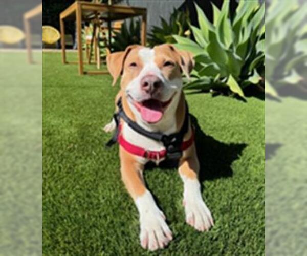 Medium Photo #3 American Pit Bull Terrier-Beagle Mix Puppy For Sale in Santa Barbara, CA, USA