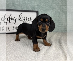 Dachshund Puppy for sale in FRANKLIN, IN, USA