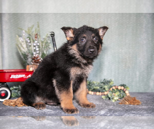 Medium Photo #2 German Shepherd Dog Puppy For Sale in NAPPANEE, IN, USA