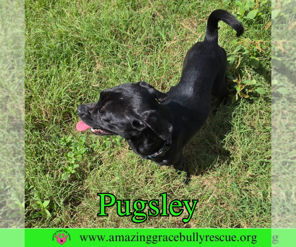 Medium Photo #8 Pug Puppy For Sale in Pensacola, FL, USA