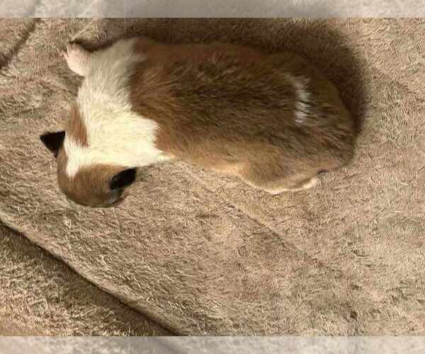 Medium Photo #14 Collie Puppy For Sale in HIGH POINT, NC, USA