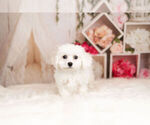 Small Photo #11 Bichon Frise Puppy For Sale in WARSAW, IN, USA