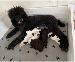 Mother of the Poodle (Standard) puppies born on 08/06/2021