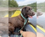Small Photo #1 Labrador Retriever Puppy For Sale in WASHBURN, MO, USA