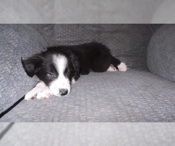 Medium Photo #32 Border Collie Puppy For Sale in AIKEN, SC, USA