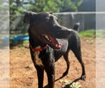 Small #9 Labrador Retriever Mix