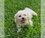 Small #1 Poodle (Miniature)