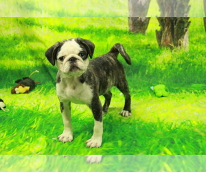 Pug Puppy for sale in HICKORY, NC, USA