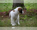Small Photo #2 Saint Bernard Puppy For Sale in AVALON, MO, USA