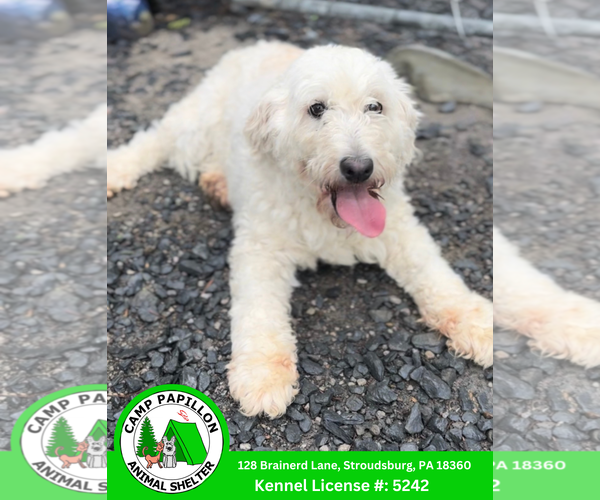 Medium Photo #1 Golden Retriever Puppy For Sale in Stroudsburg, PA, USA