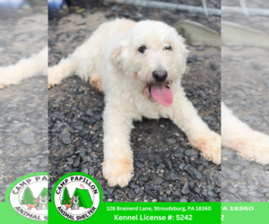Golden Retriever Dogs for adoption in Stroudsburg, PA, USA