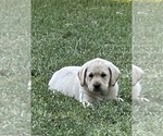 Puppy Lt Yellow Male Labrador Retriever