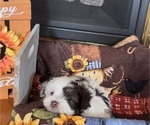 Small Photo #4 Havanese Puppy For Sale in OTWAY, OH, USA