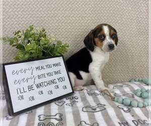 Beagle Puppy for sale in INDIANAPOLIS, IN, USA