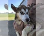 Small Photo #4 Siberian Husky Puppy For Sale in KELLYVILLE, OK, USA
