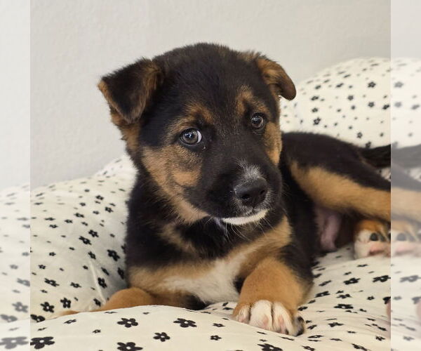 Medium Photo #1 Australian Shepherd-German Shepherd Dog Mix Puppy For Sale in Lakewood, CO, USA