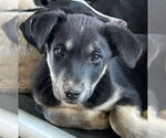 Small #1 Labrador Retriever Mix