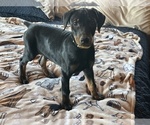 Small #1 Doberman Pinscher