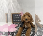 Small #2 Goldendoodle