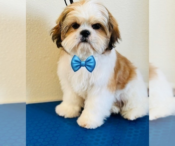 Medium Photo #1 Shih Tzu Puppy For Sale in ORLANDO, FL, USA