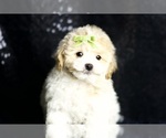 Small #3 Maltipoo