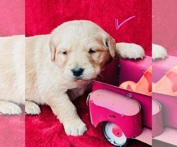 Medium Photo #1 Golden Retriever Puppy For Sale in TRENTON, GA, USA