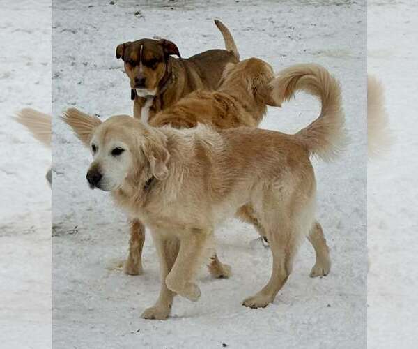 Medium Photo #11 Labrador Retriever-Unknown Mix Puppy For Sale in Woodbury, NY, USA