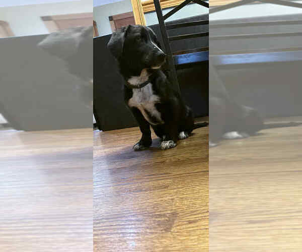 Medium Photo #2 Bassetdor Puppy For Sale in Aurora, IN, USA