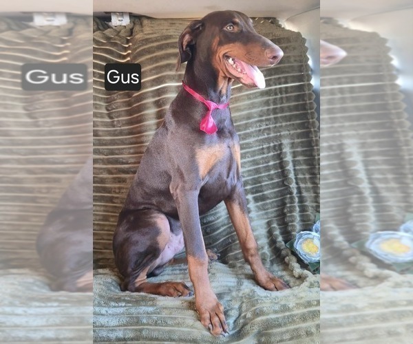 Medium Photo #4 Doberman Pinscher Puppy For Sale in POMEROY, OH, USA