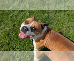 Small American Pit Bull Terrier Mix