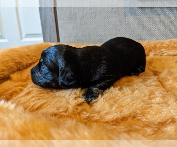 Medium Photo #1 Dachshund Puppy For Sale in SWEET HOME, OR, USA