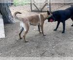 Small Photo #4 Belgian Malinois-Labrador Retriever Mix Puppy For Sale in MERLIN, OR, USA