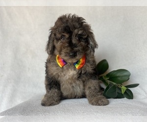 Goldendoodle-Poodle (Miniature) Mix Puppy for sale in CEDAR LANE, PA, USA