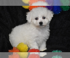Medium Bichon Frise
