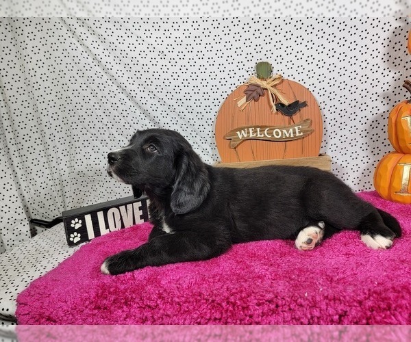 Medium Photo #18 Golden Mountain Dog Puppy For Sale in BLACK FOREST, CO, USA