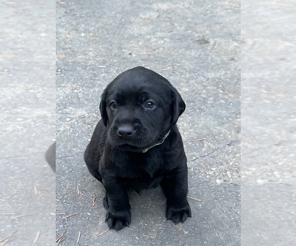 Medium Photo #14 Labrador Retriever Puppy For Sale in COLFAX, CA, USA