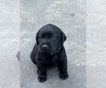 Small Photo #14 Labrador Retriever Puppy For Sale in COLFAX, CA, USA
