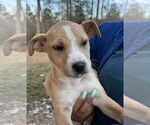 Small #1 Labrador Retriever Mix